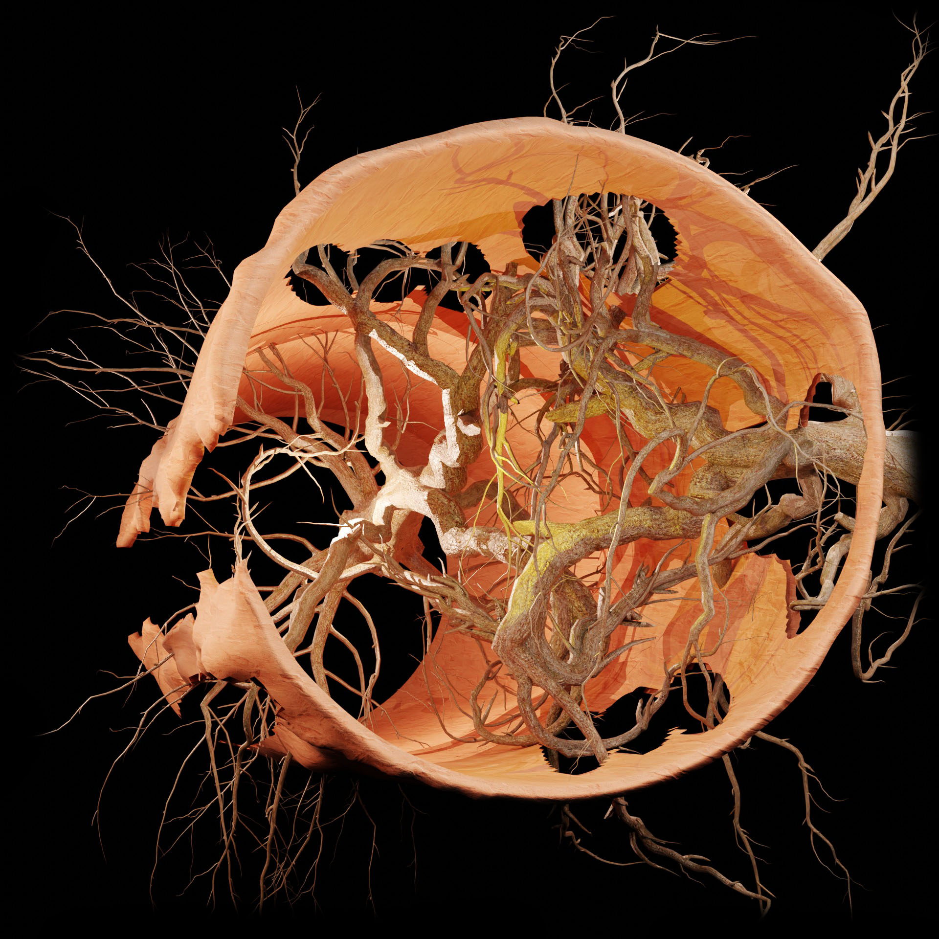 Damaged pipe with root intrusion